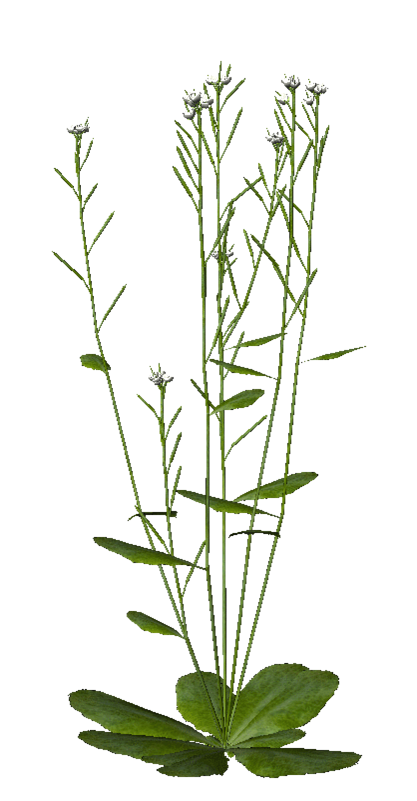 arabidopsis